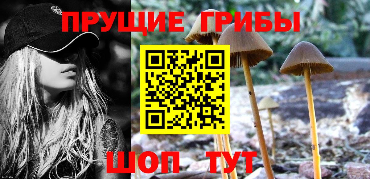 Галлюциногенные грибы Psilocybine cubensis Прохладный